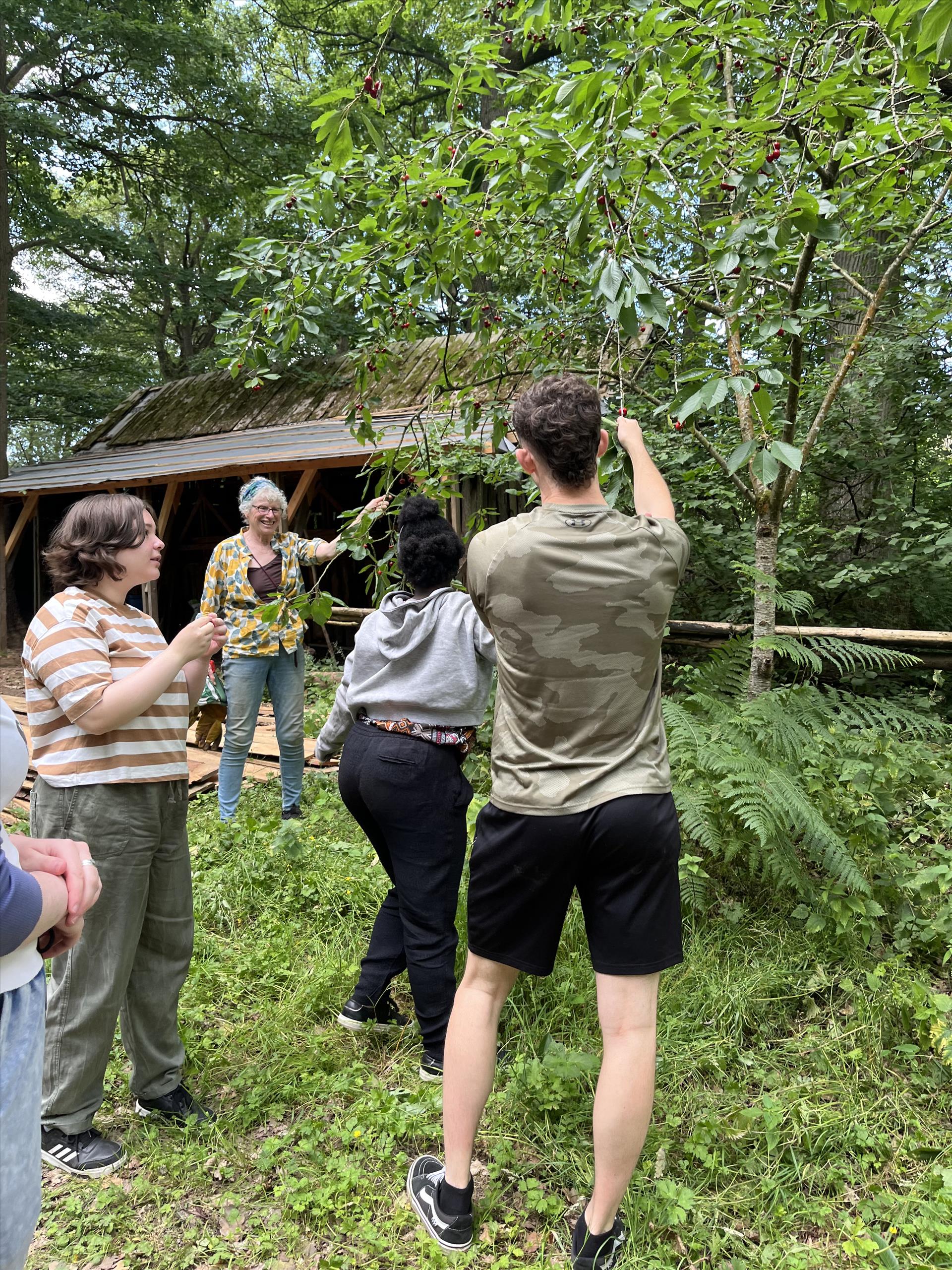 A group of people picking cherries