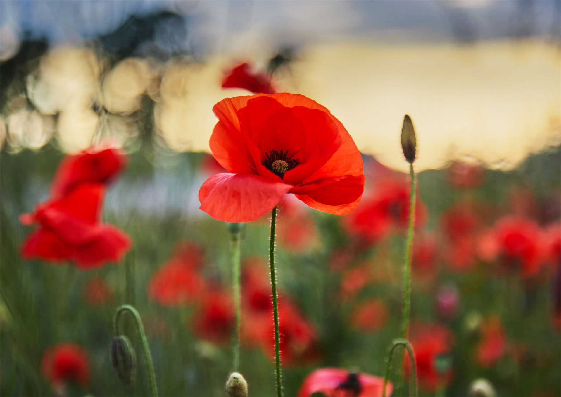 Remembrance Day Service